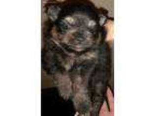 Pomeranian Puppy for sale in Manahawkin, NJ, USA