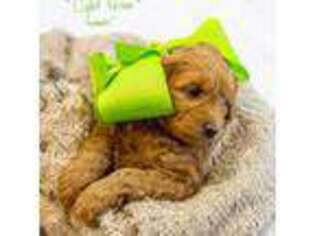 Goldendoodle Puppy for sale in Saint George, UT, USA