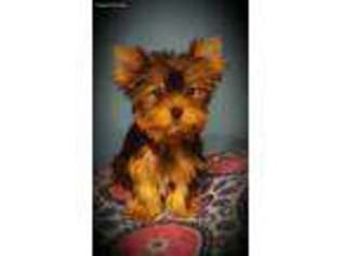 Yorkshire Terrier Puppy for sale in Henderson, TN, USA