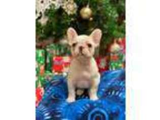 French Bulldog Puppy for sale in Oak Ridge, NC, USA