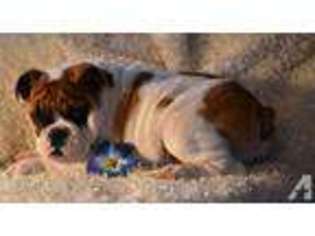 Bulldog Puppy for sale in BELGRADE, MN, USA