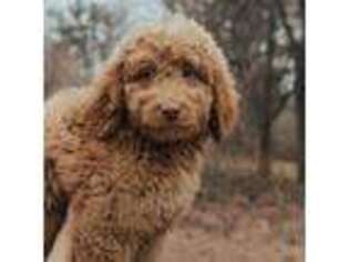 Goldendoodle Puppy for sale in Atlanta, MI, USA