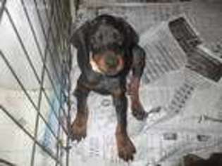 Doberman Pinscher Puppy for sale in Columbiana, OH, USA