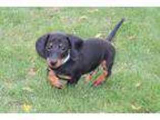 Dachshund Puppy for sale in Fort Plain, NY, USA