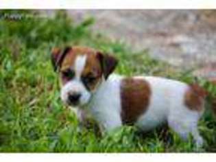 Jack Russell Terrier Puppy for sale in Thornton, TX, USA