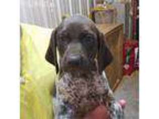 Medium Photo #1 German Shorthaired Pointer Puppy For Sale in Laingsburg, MI, USA