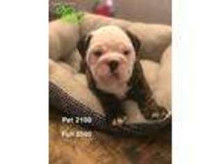 Bulldog Puppy for sale in Barnhart, MO, USA