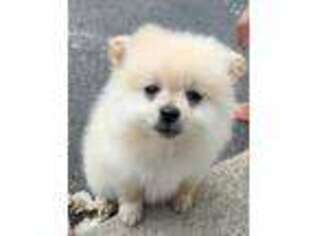 Pomeranian Puppy for sale in Norwood, MA, USA