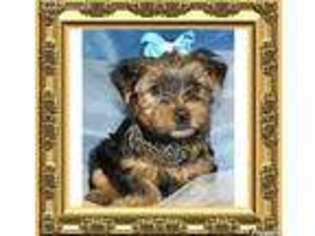 Yorkshire Terrier Puppy for sale in Bartlesville, OK, USA