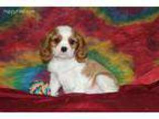 Cavalier King Charles Spaniel Puppy for sale in Macomb, MO, USA