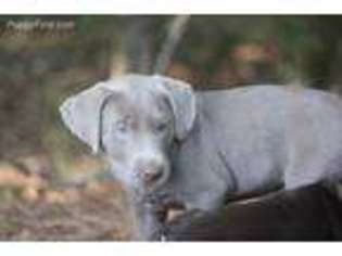 Labrador Retriever Puppy for sale in Pope, MS, USA