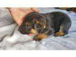 German Shepherd Dog Puppy for sale in Dallas, GA, USA