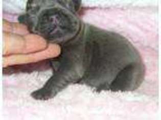 French Bulldog Puppy for sale in London, AR, USA