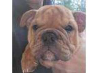 Bulldog Puppy for sale in Bumpass, VA, USA