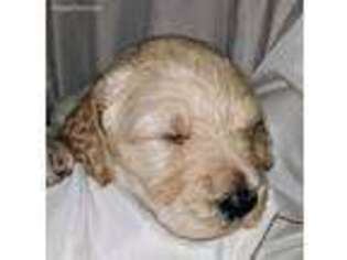 Goldendoodle Puppy for sale in Roscoe, IL, USA