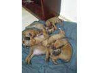 Rhodesian Ridgeback Puppy for sale in Lakewood, WA, USA
