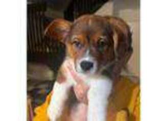 Pembroke Welsh Corgi Puppy for sale in Miami, FL, USA