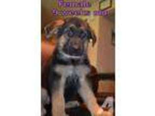 German Shepherd Dog Puppy for sale in SAINT LOUIS, MO, USA