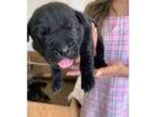 Cane Corso Puppy for sale in Exeter, CA, USA