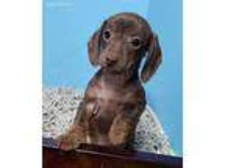 Dachshund Puppy for sale in Bokchito, OK, USA