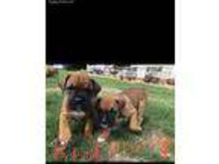 Boxer Puppy for sale in Newborn, GA, USA