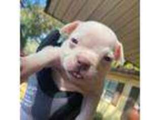 American Bulldog Puppy for sale in Jacksonville, FL, USA