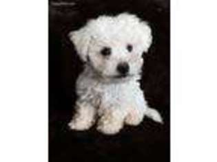 Bichon Frise Puppy for sale in Asheville, NC, USA