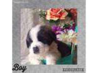Saint Bernard Puppy for sale in Shelocta, PA, USA