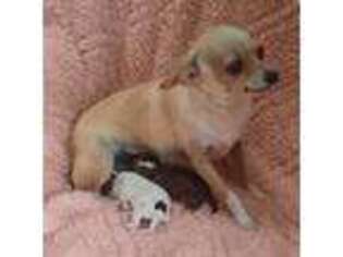 Chihuahua Puppy for sale in Miami, OK, USA