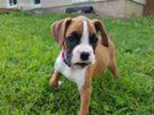 Boxer Puppy for sale in West Salem, OH, USA