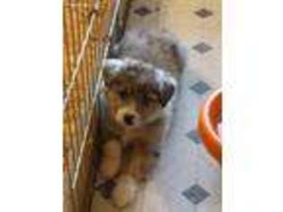 Australian Shepherd Puppy for sale in Newport, WA, USA