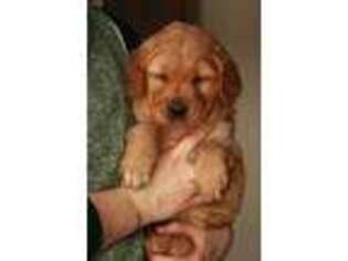 Golden Retriever Puppy for sale in Canyon, TX, USA