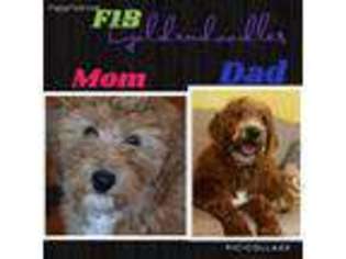 Goldendoodle Puppy for sale in Paris, TN, USA