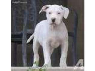 American Pit Bull Terrier Puppy for sale in SCOTTSDALE, AZ, USA