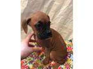 Boxer Puppy for sale in Hamilton, IN, USA