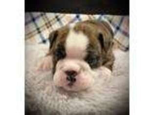 Bulldog Puppy for sale in Sand Springs, OK, USA