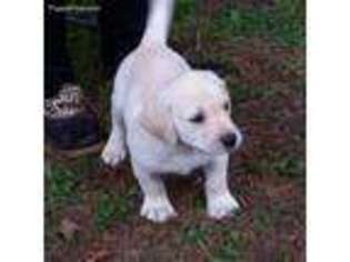 Labrador Retriever Puppy for sale in Corsicana, TX, USA