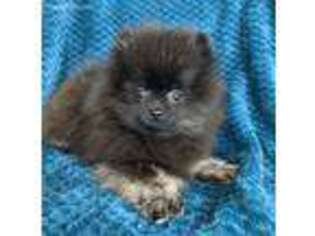 Pomeranian Puppy for sale in Staples, MN, USA