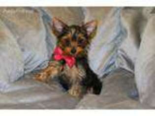 Yorkshire Terrier Puppy for sale in Alpharetta, GA, USA