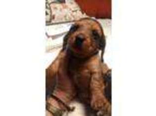 Dachshund Puppy for sale in Sacramento, CA, USA