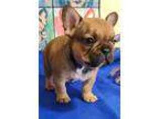 French Bulldog Puppy for sale in Campbellsburg, KY, USA