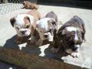 Bulldog Puppy for sale in DEMOREST, GA, USA