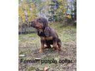 Bloodhound Puppy for sale in Palmer, AK, USA
