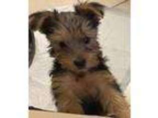 Yorkshire Terrier Puppy for sale in Henderson, NV, USA