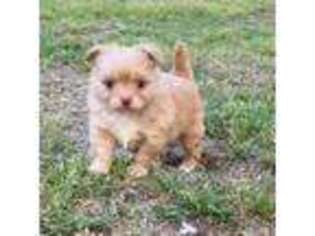 Chihuahua Puppy for sale in Ozark, AL, USA