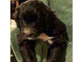 Mutt Puppy for sale in Hillsborough, NC, USA