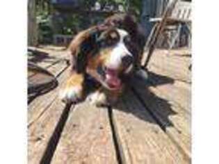 Bernese Mountain Dog Puppy for sale in Alexander, AR, USA