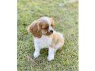 Cavalier King Charles Spaniel Puppy for sale in Madison, FL, USA