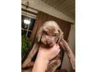 Weimaraner Puppy for sale in Heath, OH, USA