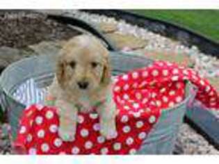 Goldendoodle Puppy for sale in Berlin, OH, USA